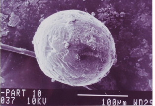 Microscopic Debris Found Embedded in  Door