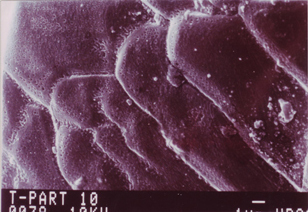 Microscopic Debris Found Embedded in  Door