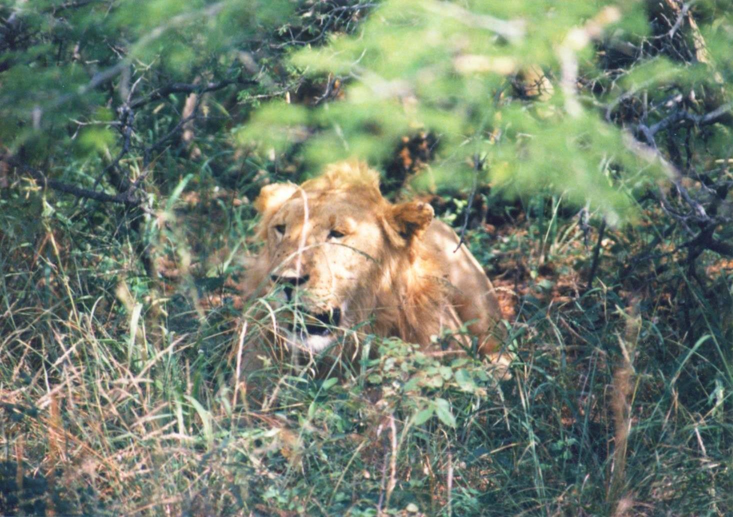 Young Male in the tall grass