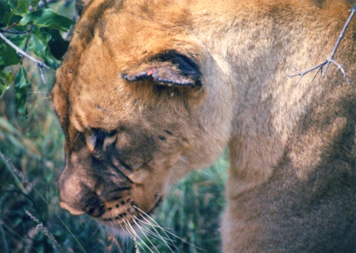 Female with battle scars