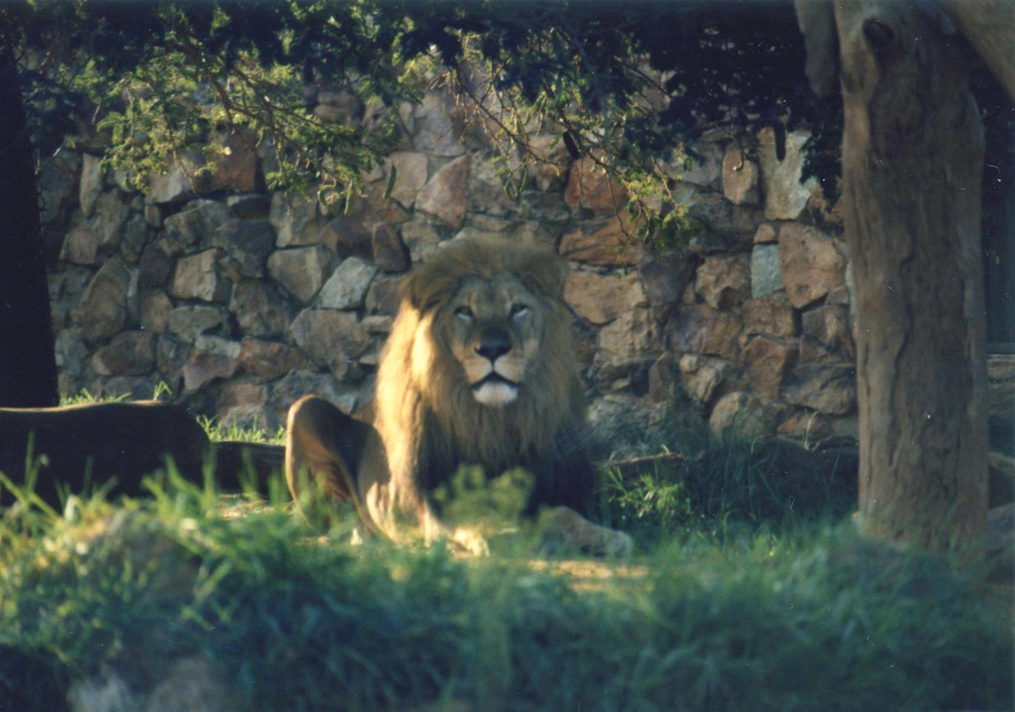 Male Lion at Pretoria Zoo