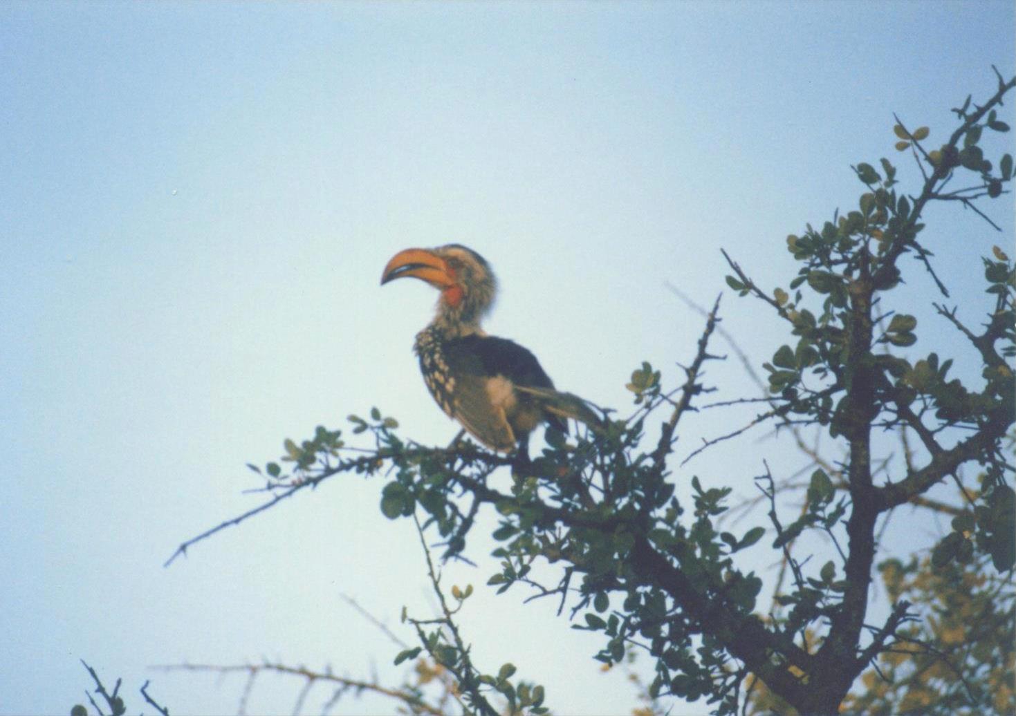 Yellow Billed Hornbill