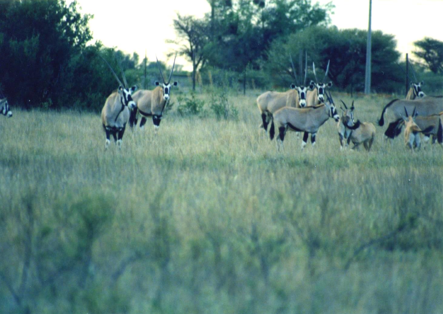 Gemsbok