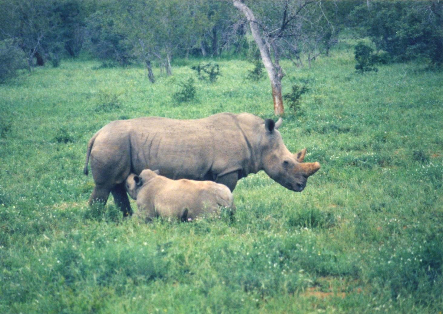 Rhino calf nursing