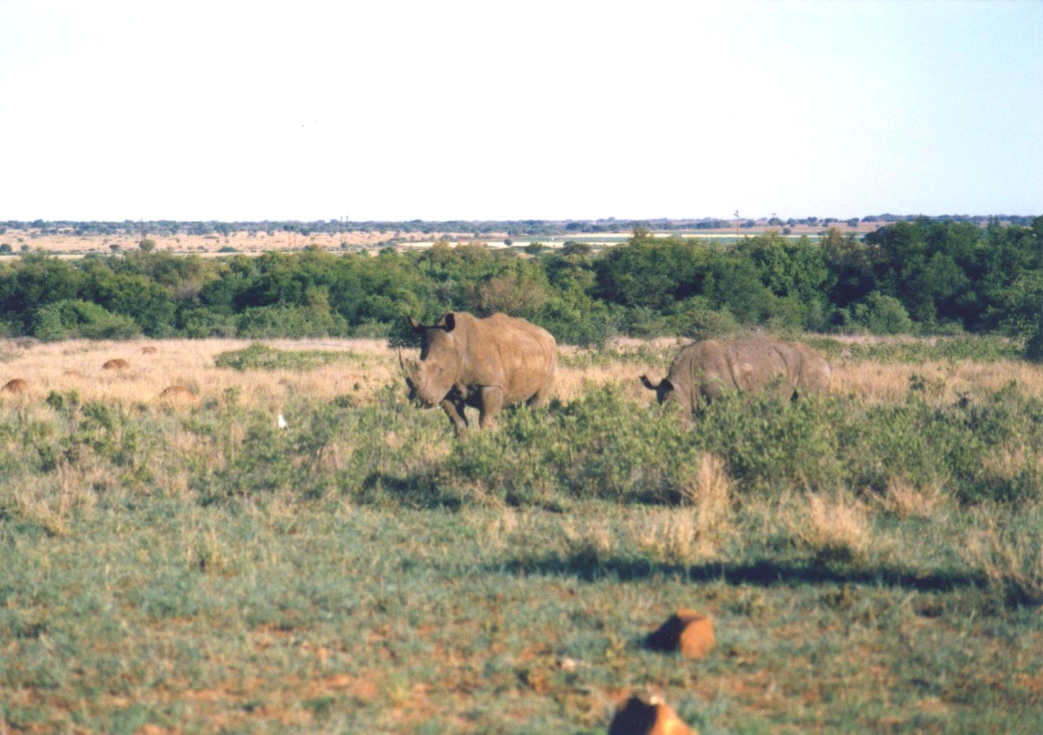 Rhino in field