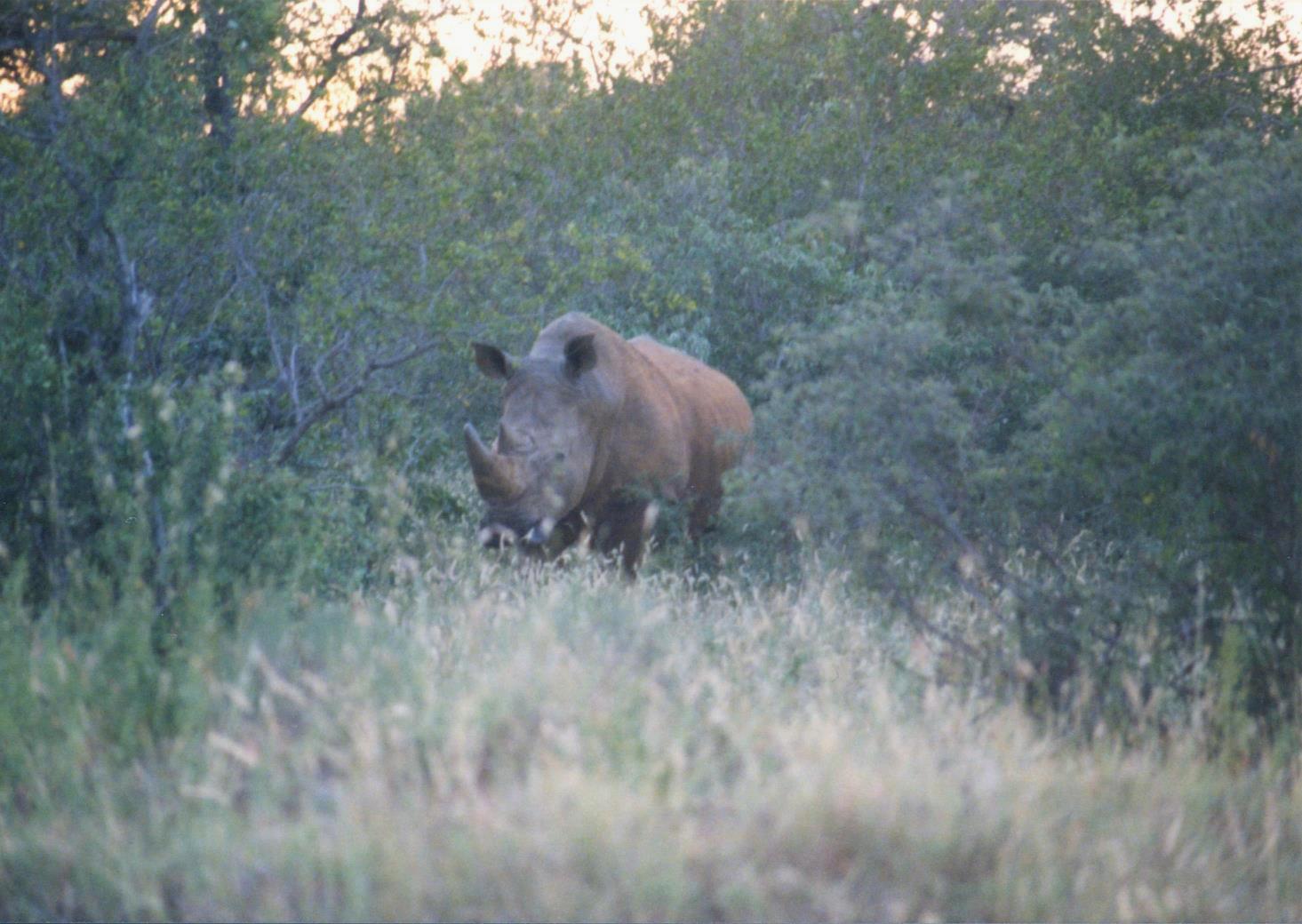 Rhino in bush