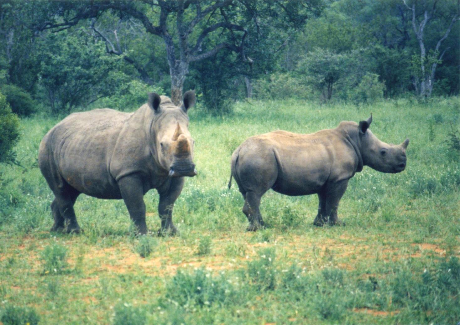 Male and Female Rhino