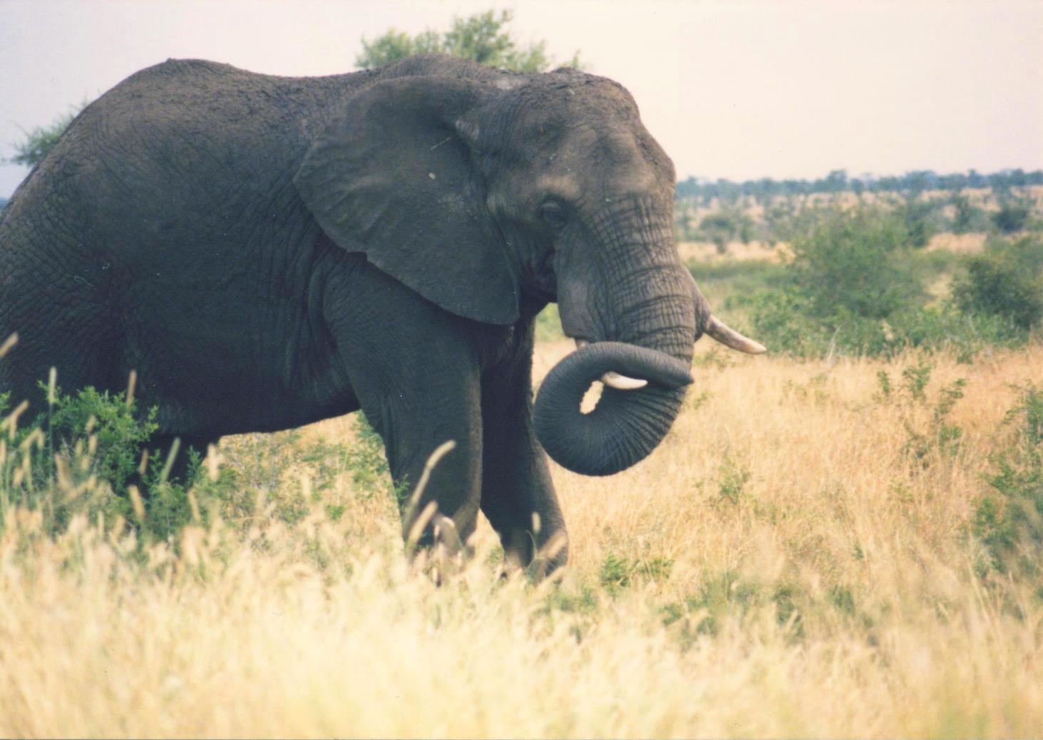 Elephant